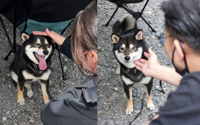 變臉功力實在驚人！面對男女 有著差別待遇的黑柴