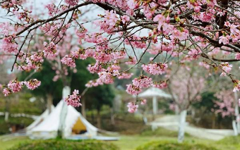 全台5大絕佳賞櫻提案!泡湯、露營、山中櫻花道,粉色花海超浪漫!