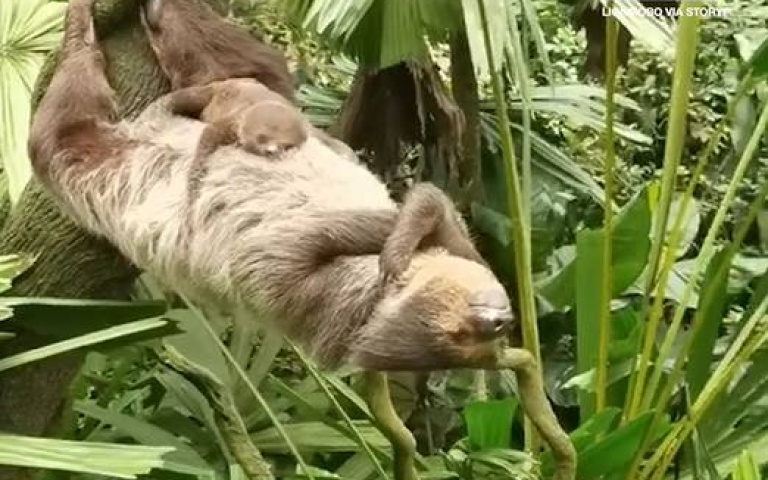 邊睡覺邊練核心？時間管理大師樹懶懸空躺平　畫面曝光震驚網友