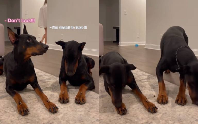 眼不見為淨！杜賓狗訓練有素　為了紀律撇頭不看食物超自律