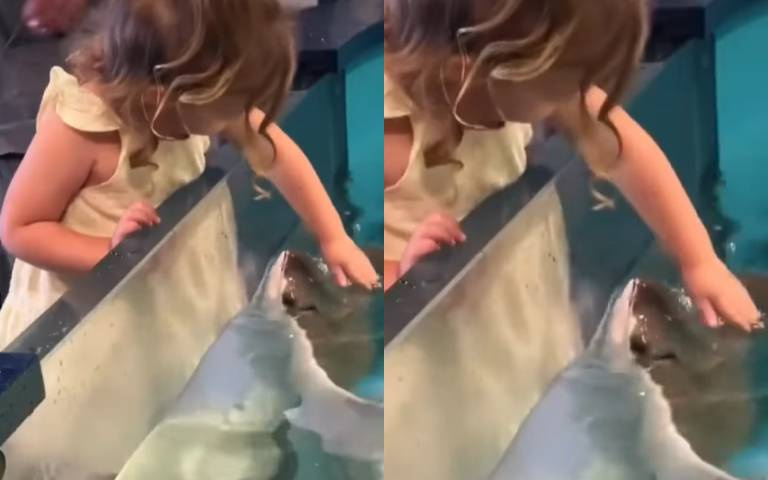 可愛魟魚討摸摸! 與女孩兒互動畫面可愛爆擊