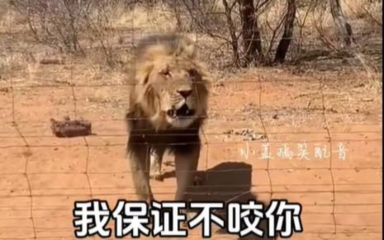最雷放飯人! 拋食物「命中獅子的頭」牠超不爽