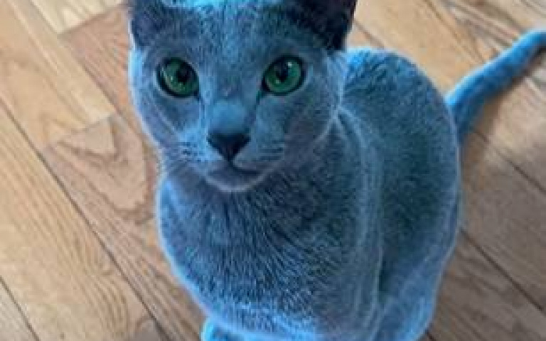 阿凡達的貓！絕色藍喵「美到不像真的」　15萬網友朝聖「根本小精靈」