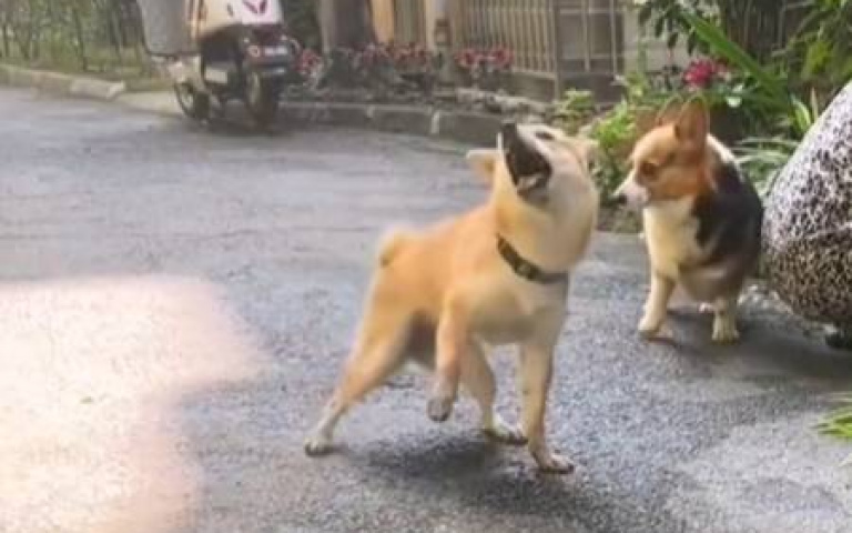 奧斯卡影帝？柴犬柯基亂鬥後詐傷　網笑翻：還好有影片做證