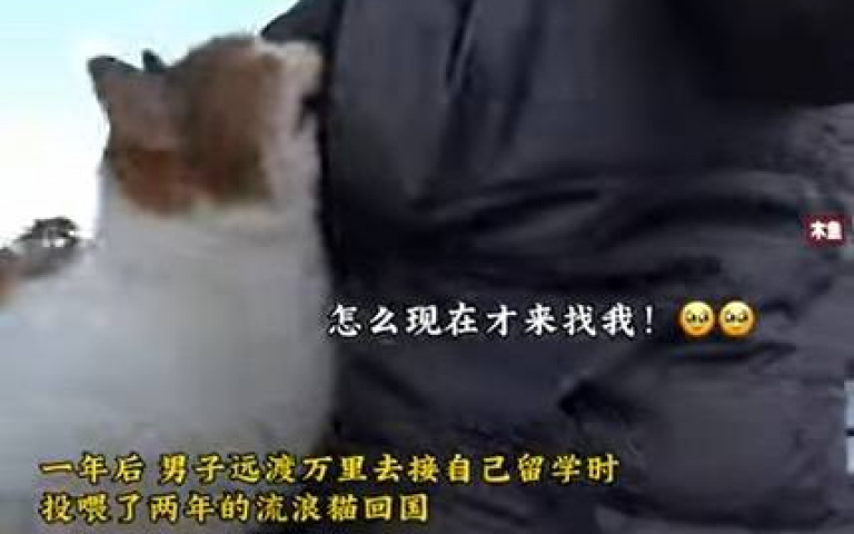 他大學畢業1年後返校接昔日餵養浪浪　三花喵鑽懷裡狂蹭：怎麼現在才來