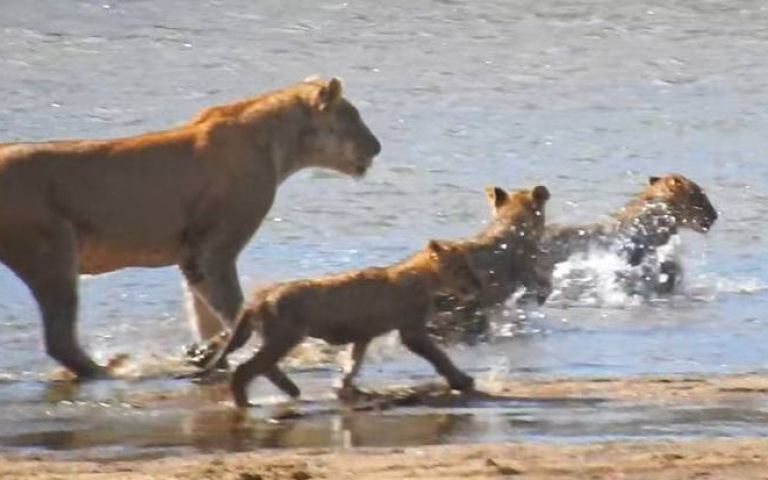 慟!獅群集體過河「遭鱷魚偷襲」 見幼獅一去不返心碎了