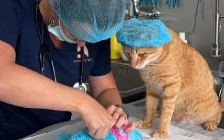 浪橘弄壞玩偶求助醫生「救救他」　戴手術帽堅持在旁陪同溫馨畫面融化全網