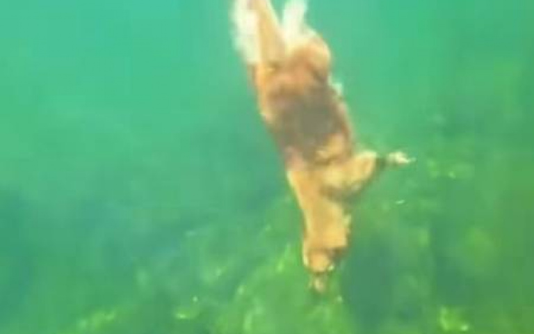 花式潛水你最牛！　網友看完驚呆：金教練好