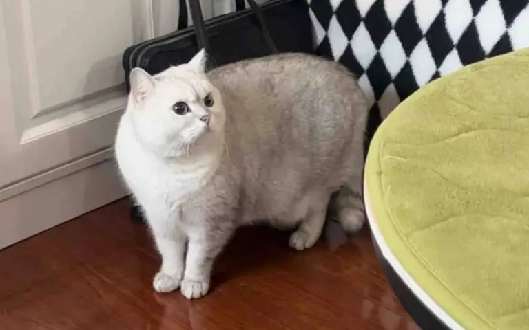 忠貓護主！OL天天抱怨老闆　愛貓超記仇一見本人直接抓「為媽出氣」