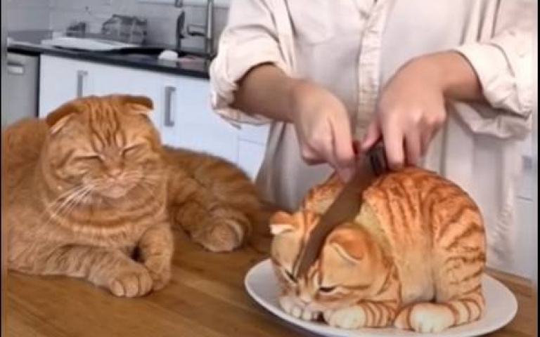 殺貓啦！　看到同袍「貓頭落地」…牠嚇到馬上奔走