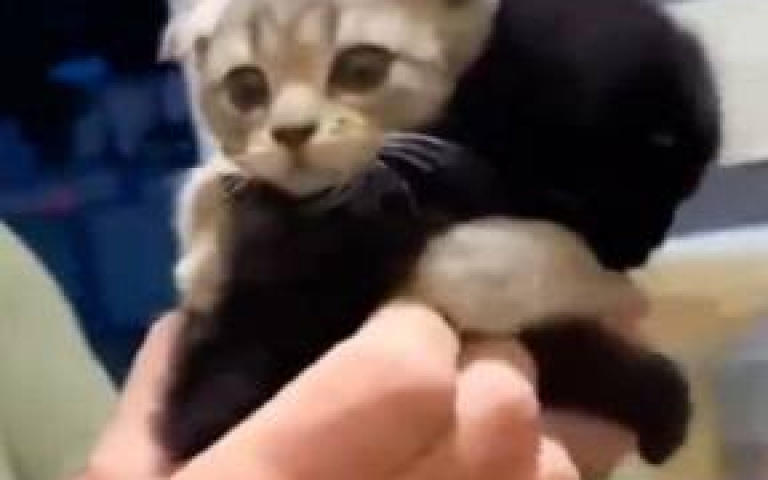 誰都別想拆散我們！「磁吸貓兄弟」緊抱不放　網看哭：一輩子不分開