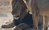 幼崽撒嬌被雄獅「觸一下」超大力　母獅現身扁人了