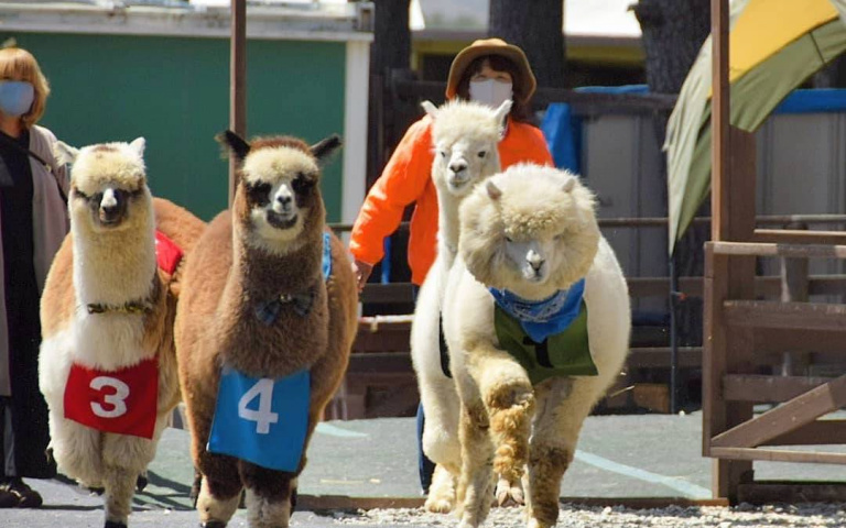毛絨絨彈跳超療癒！日本羊駝牧場超難預測賽果的「草泥馬賽跑」