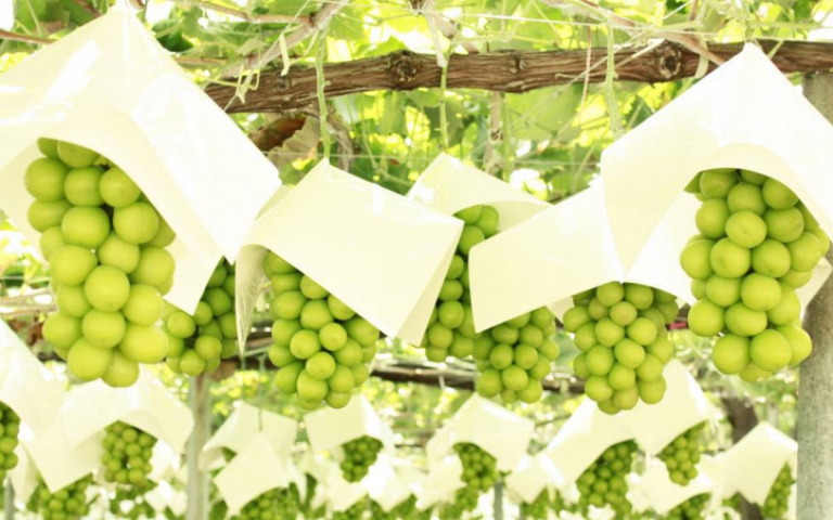 2022日本秋季水果展十種當季日本水果珍品空運來台　8/27—9/9七大據點限期展出！