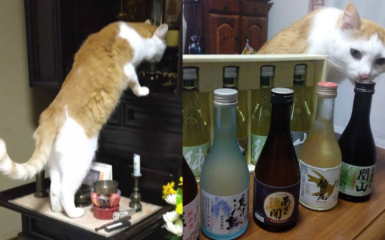 還以為是爺爺顯靈了!終於抓到佛壇酒水離奇消失的原因