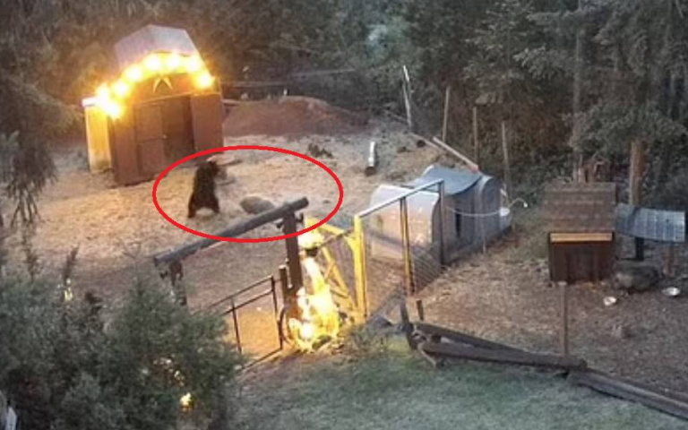 膽小豬英雄！　與大黑熊槓上「捍衛同袍安全」…威嚇搏鬥片曝光