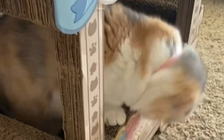 貓貓看到玩具鼠展現企圖心　可惜手太短撈不到