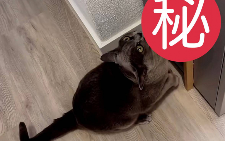 原來貓咪的肌肉是這樣訓練？上床竟然要先爬過這「東西」？