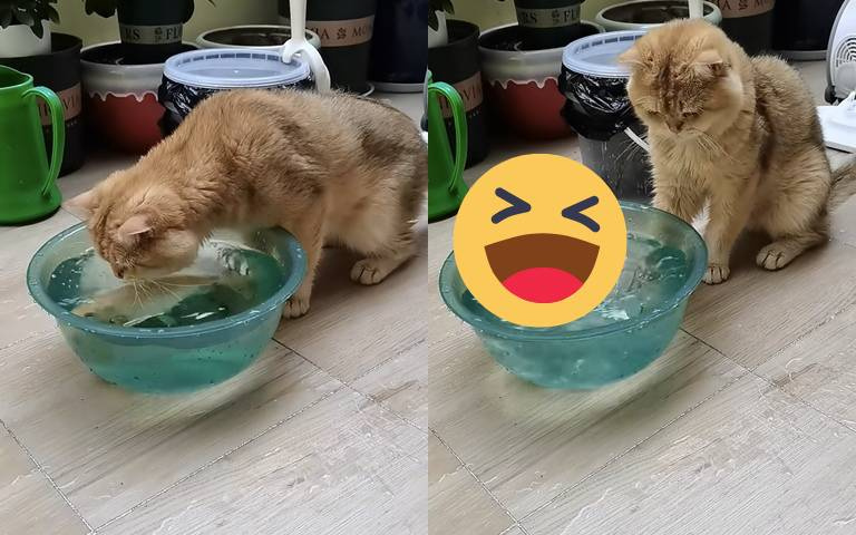 魚「這個」舉動把貓咪嚇到彈出？網說：「還敢摸魚呀？」