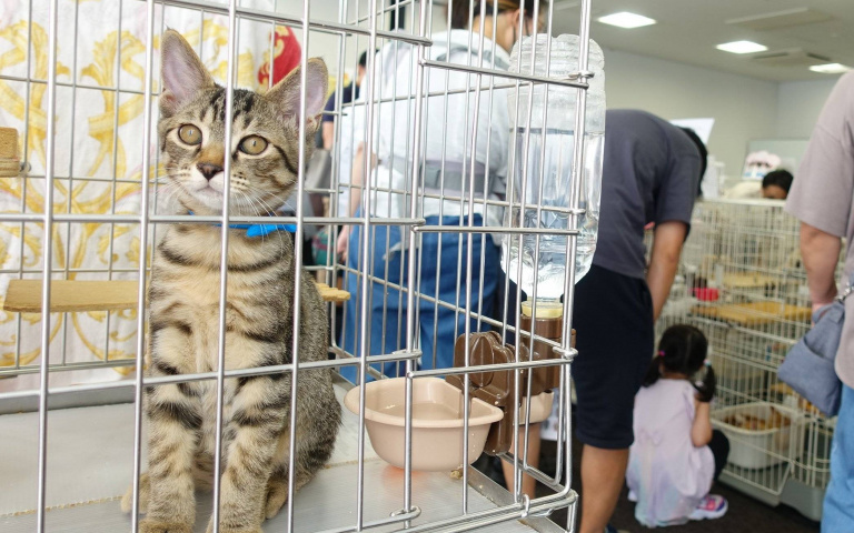 靠有趣的命名來吸引收養者！奈良市政府用 LINE 為貓咪找爸媽