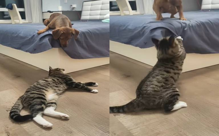 別惹喵老大！　呆犬「一直看」結果就被揍了