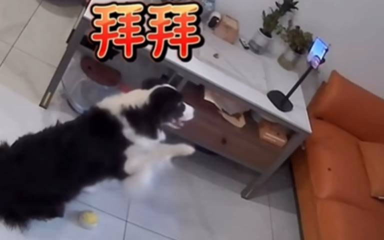 極度聰明的邊牧! 壓兩塊鍵「自動撥視訊電話給主人」討拍拍