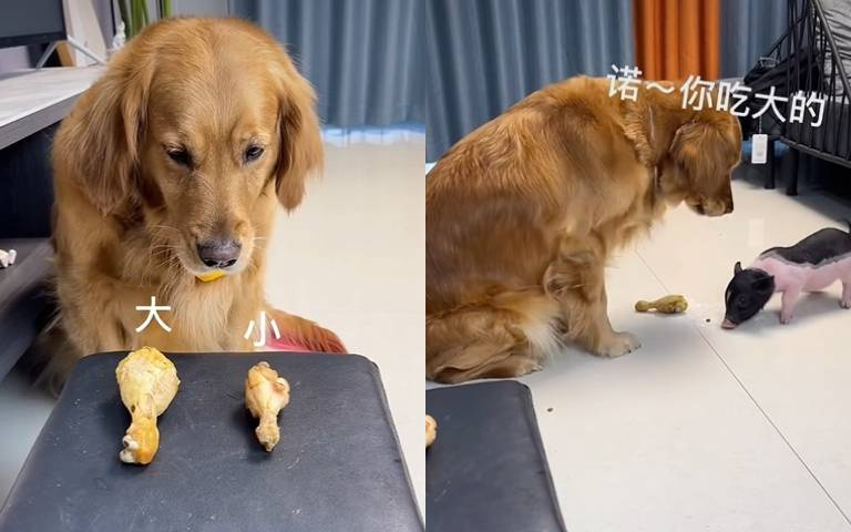 古有孔融讓梨，今有黃金讓雞腿！　阿金大氣讓肉網友全給讚