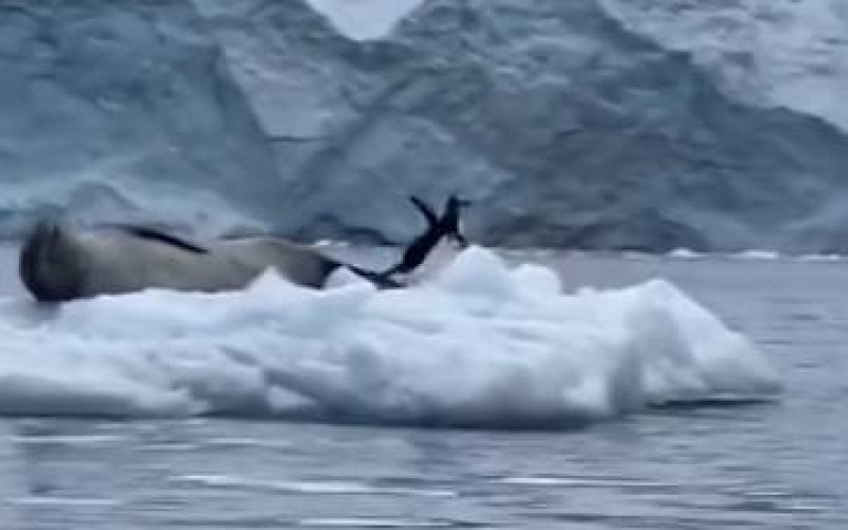 差點成為人家的晚餐！企鵝跳上岸光速折返　海豹設計對白：我沒叫外送啊