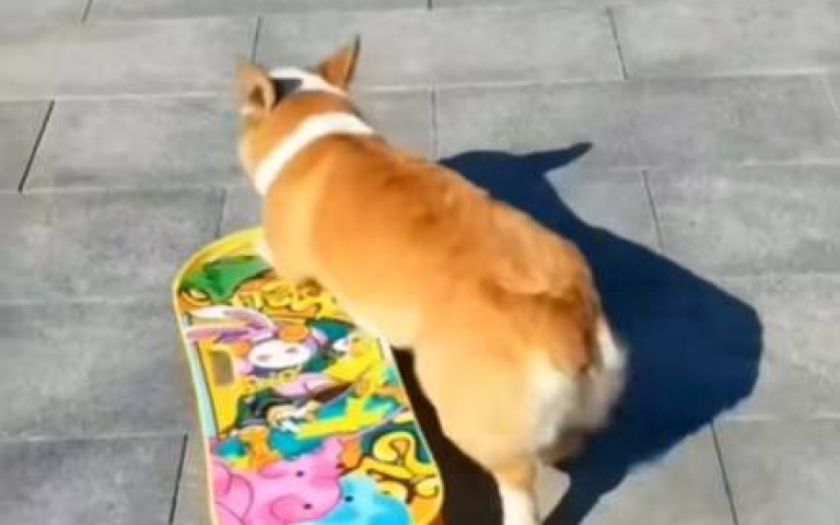 技術高超的滑板狗！　河畔在眼前「及時壓車」避免變成落水狗