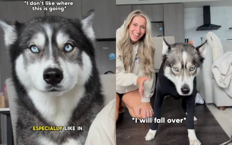 主人替二哈穿「防掉毛衣」！　才套前腳就發現有些母湯