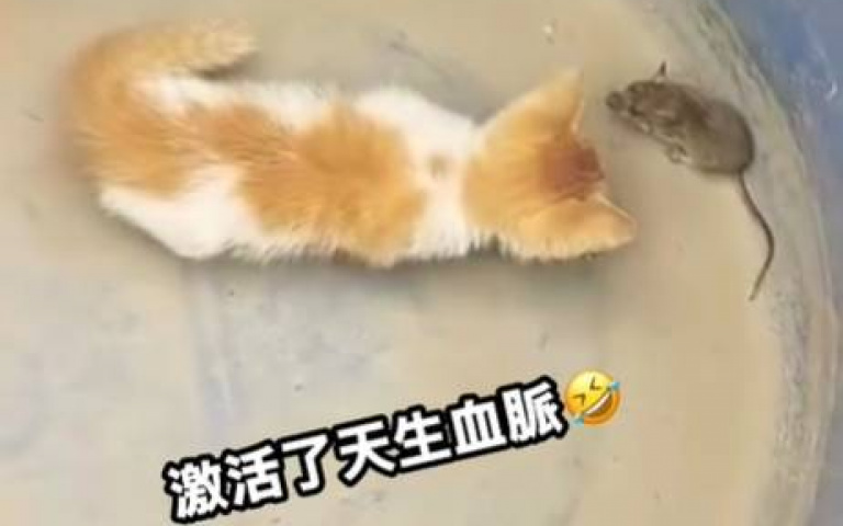 原始血脈已被激活！　幼貓見老鼠的第一反應曝光