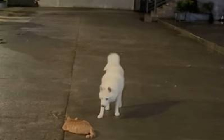 白狗沒事跑去挑釁野貓　「鼠膽熊威」逗笑全網
