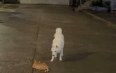 白狗沒事跑去挑釁野貓　「鼠膽熊威」逗笑全網