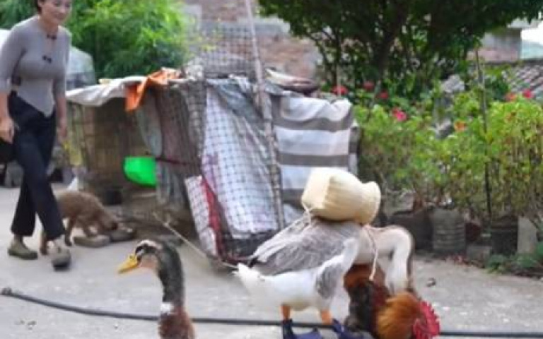 年輕女外出遭攻擊！　網笑：出門帶打手，遇雞不用躲