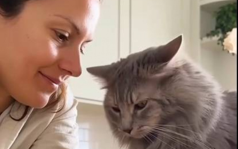 貓咪揉麵團突然揍主人：看啥？　影片AI生成但大家還是看得很開心