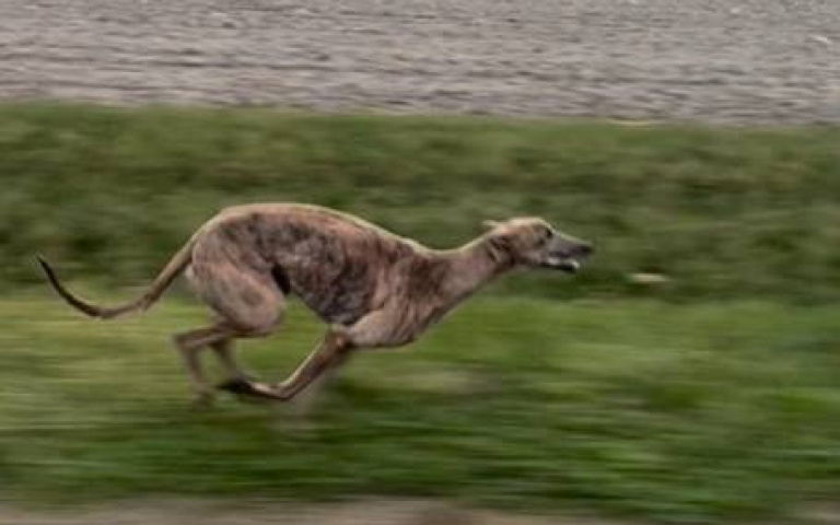 鬥品種！　哪隻狗狗跑得更快…結果曝光