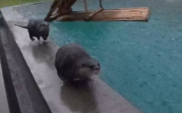 探險活寶！　水獺下雨天「玩耍模式on」…和主人玩起追逐戰有夠開心
