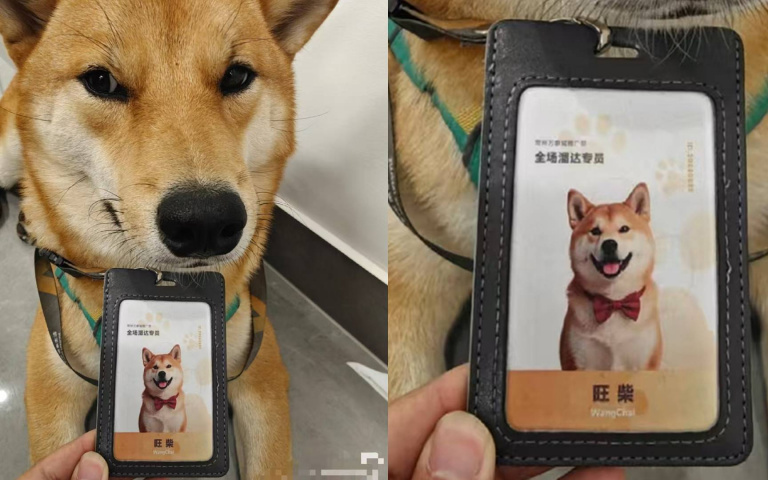 浪浪變「打工汪」！商場超暖收編柴犬　專屬工牌封牠為「全程溜達專員」