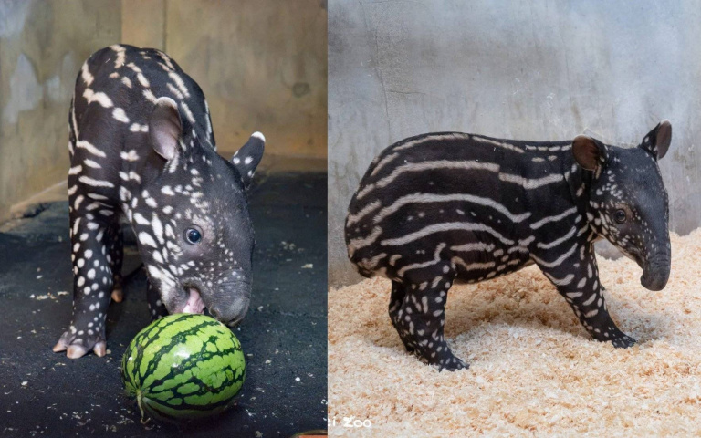 動物園馬來貘寶寶「嘴邊肉」滿月了！吃播首秀「撿媽媽吃剩的」超搶戲