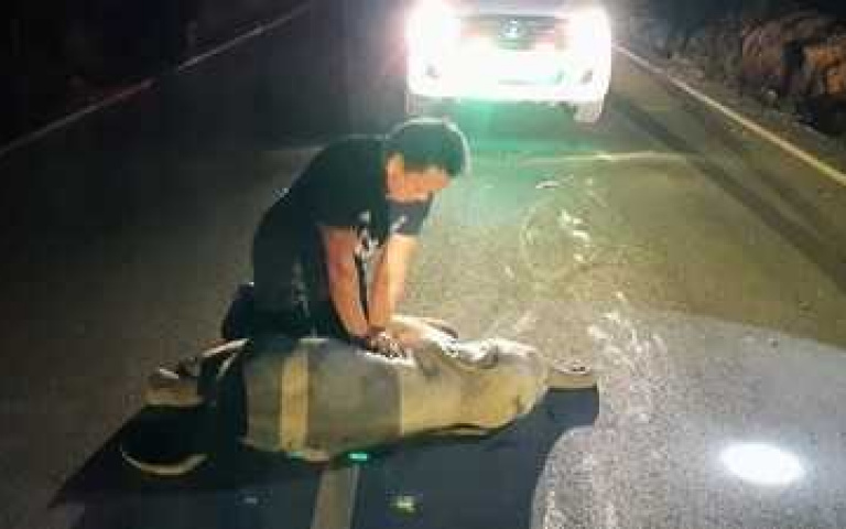 有片！泰國小象遭機車撞飛奄奄一息 被救護人員「CPR10分鐘」成功救回