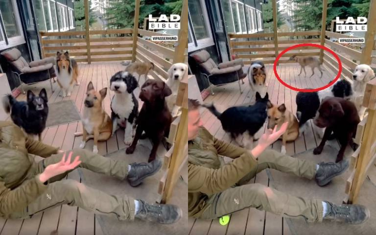 主人母湯啦！拿網球戲耍狗群…牠們傻了：啊球呢？