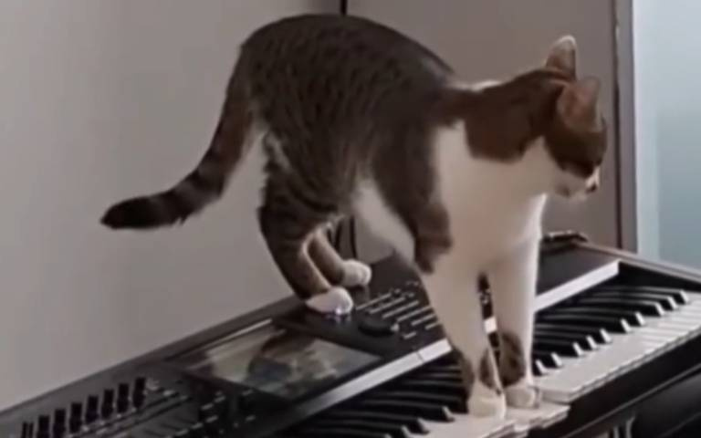 意外譜出驚悚樂曲　傻貓發愣望向主人全網笑翻