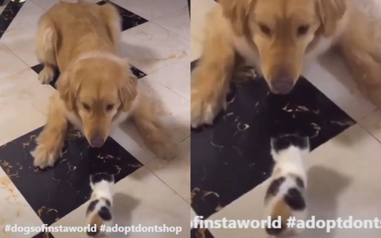 大阿金遇上小奶貓秒變慈父！　面前雜耍但卻不敢碰牠