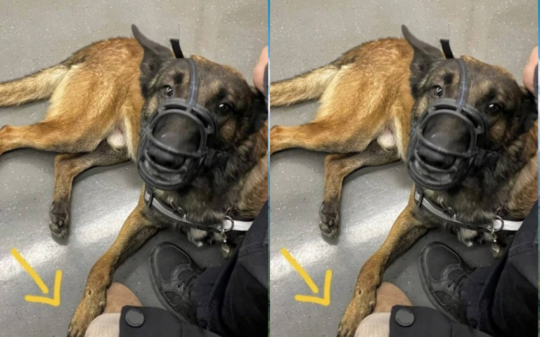 超暖!網友搭捷運偶遇警犬想摸被拒 狗兒竟把爪爪放他腳:我來碰你啦