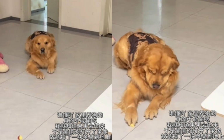以為在當兵…狗子匍匐前進! 原來是在偷東西吃