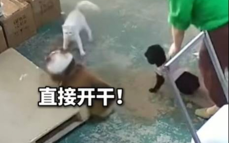 小黑被大狗欺負 一道白影衝出開扁:我的狗只能我來揍