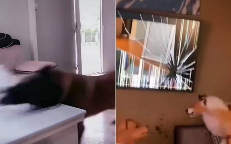 對養狗有憧憬? 看完這段拆家大合輯馬上讓你打消念頭