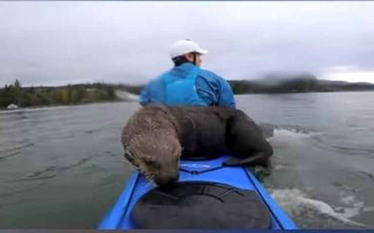 悠閒玩單人划槳船　水獺突現身：還有位置嗎？我也想一起玩