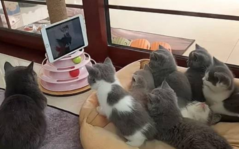 爸爸都一樣！英國短毛貓爹懶得顧娃　統統帶去看卡通貓媽傻眼