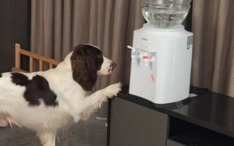 毛孩之間的友情！　黑貓想喝水、狗哥幫你搞定